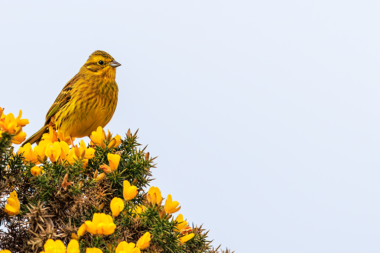 male yellowhammer posing on gorse